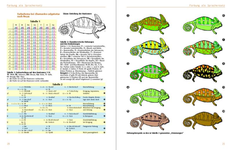 Chamaeleo calyptratus: Chamaeleo calyptratus: Das Jemenchamäleon